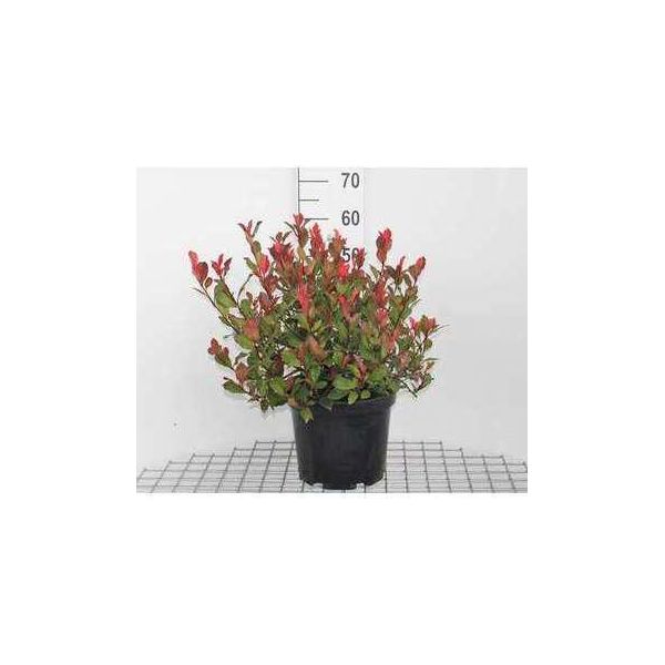 Photinia Fras. 'Camilvy' - Nespola Lucida 40- 60 Cm - Contenitore-image