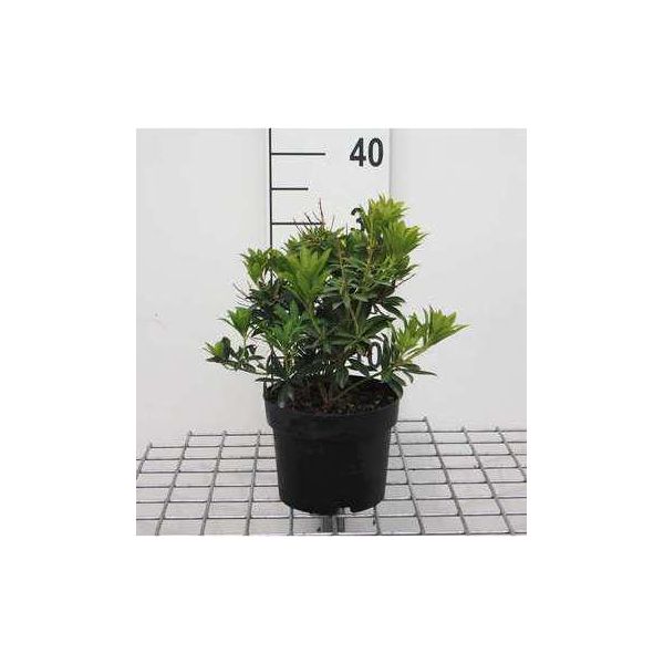 Pieris Jap. 'Debutante' - SchattenglöCkchen Debutate 20- 30 Cm - Contenitore-image