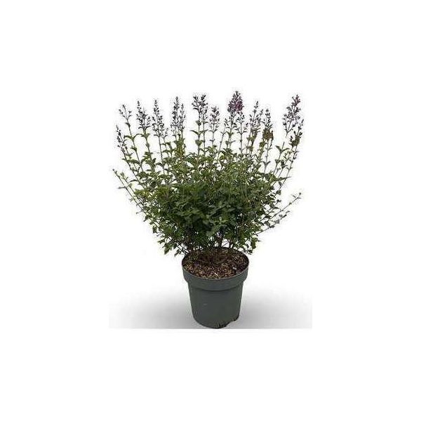 Syringa Bloomerang 'Dark Purple'® - Flieder 60- 80 Cm - Contenitore-image
