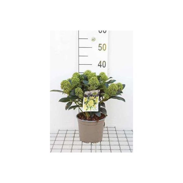 Skimmia Jap. 'White Globe'® - Skimmia Giapponese 25- 30 Cm - Contenitore-image