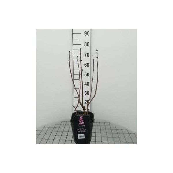 Syringa Vulg. 'Belle De Nancy' - Lillà 50- 60 Cm - Contenitore-image