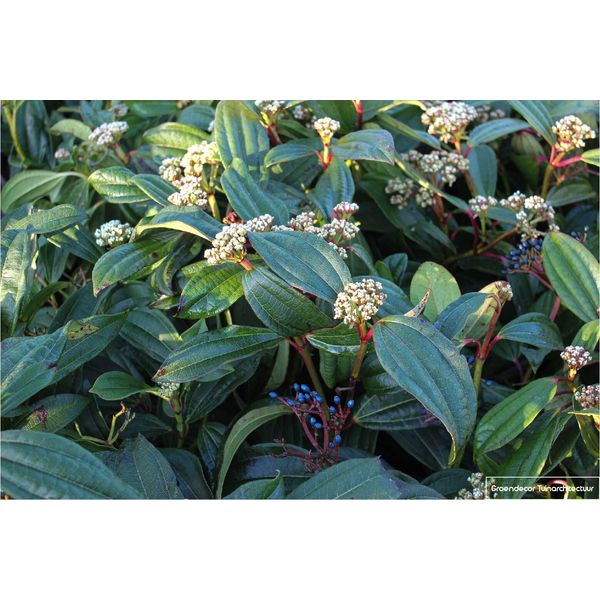 Viburnum Davidii - Palla Di Neve 60-80 Cm - Contenitore-image