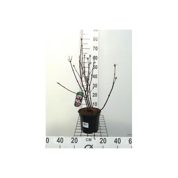 Viburnum Bodn. 'Charles Lamont' - Palla Di Neve 50- 60 Cm - Contenitore-image