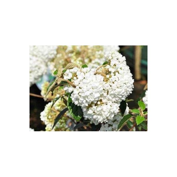Viburno 'Eskimo' - Palla Di Neve 30- 40 Cm - Contenitore-image