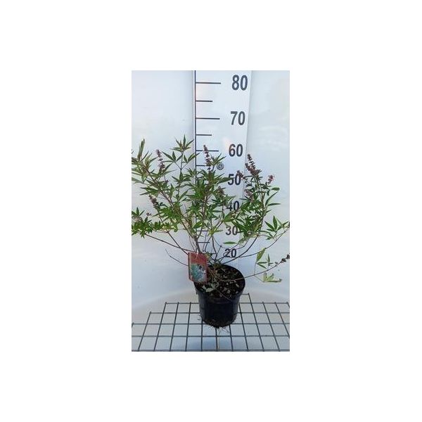 Vitex Agnus-Castus 'Pink Pinnacle' - Pepe Di Monaco 30- 40 Cm - Contenitore-image
