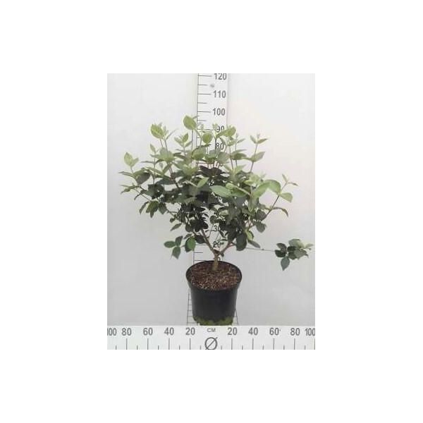 Viburnum Carlcephalum - Palla Di Neve 50- 60 Cm - Contenitore-image