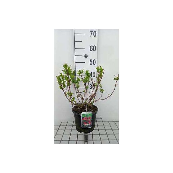 Weigela Hybr. 'Red Prince' - Giglio Cuneato 40-50 Cm - Contenitore-image