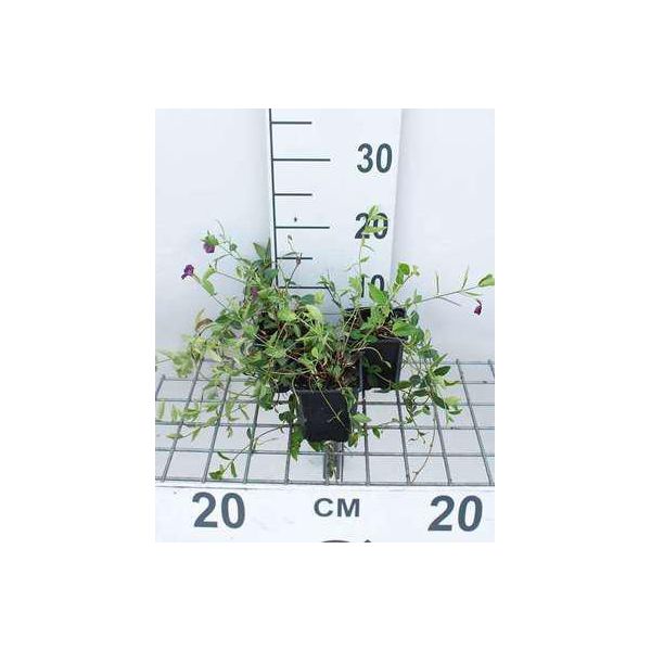 12 X Vinca Minor 'Aureovariegata' - Piccola Pervinca Color Oro - Vaso 9 Cm X 9 Cm-image