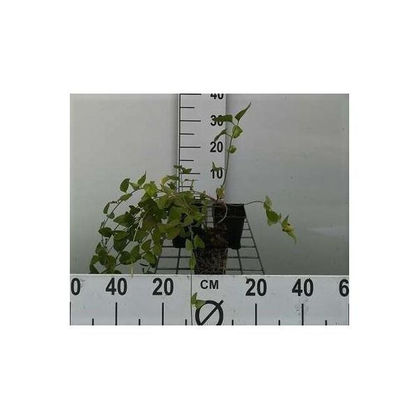 12 X Vinca Major 'Alba' - Vaso Grande Sempreverde 'Alba' 9 Cm X 9 Cm-image