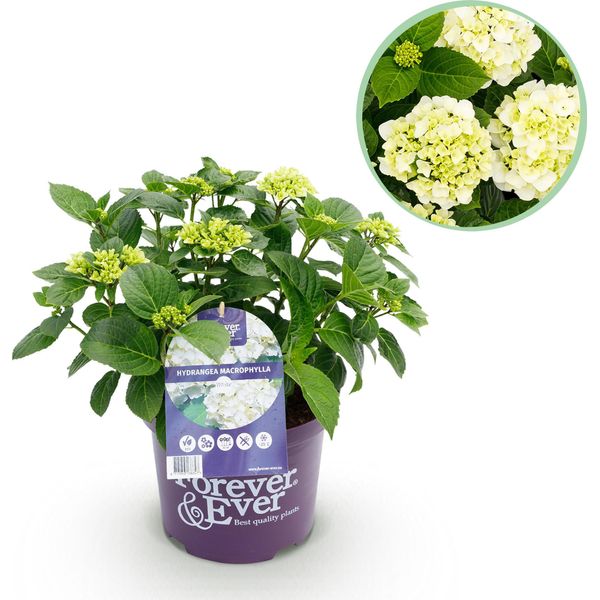 Greenboutiq - Pianta Da Frutto - Pianta Di Banano - Musa Sikkemensis Red Tiger - Resistente - 6 Piante - Vaso 12Cm Altezza 30Cm-image