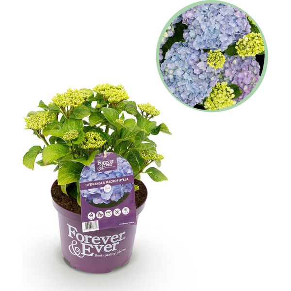 Greenboutiq - Pianta Da Frutto - Pianta Di Banano - Musa Basjoo - Resistente - 6 Piante - Vaso 17Cm Altezza 40Cm-image