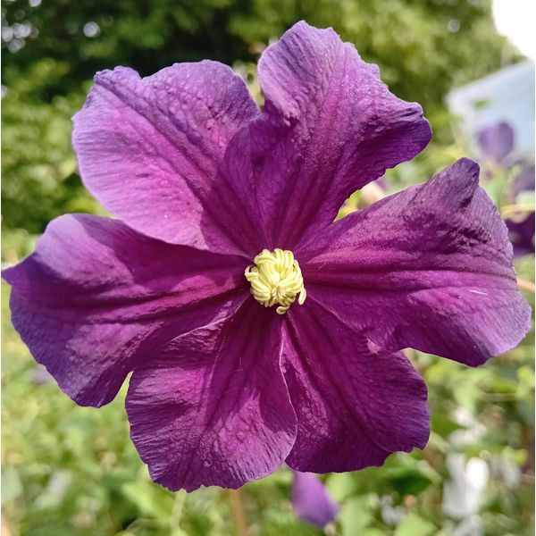 Waldrebe Clematis Viticella Etoile Violett 40 - 60 Cm Kletterpflanze Lila-image