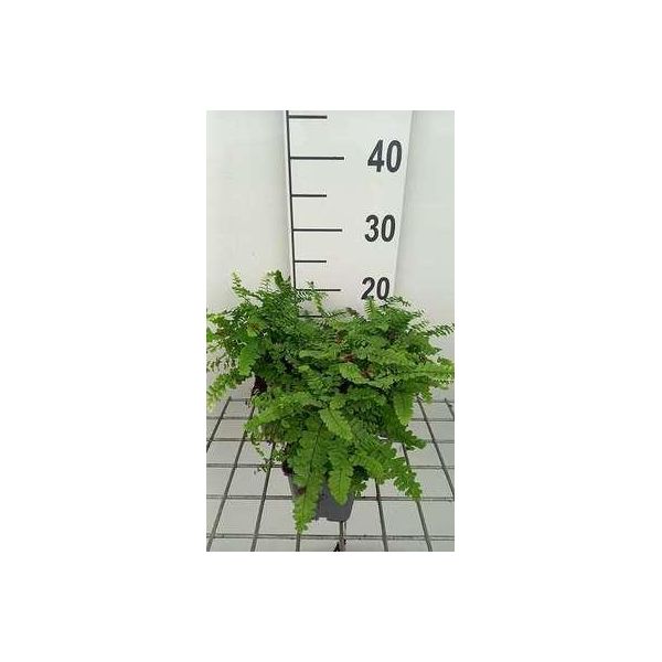 6 X Dryopteris Championii - Felce Vermiforme Campione - Vaso 9 X 9 Cm-image