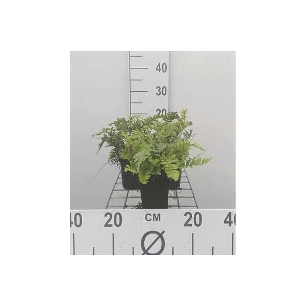 6 X Polystichum 'Shiny Holy Fern' ('Santo Spinoso') - Felce Santa Lucida - Vaso 9 X 9 Cm-image