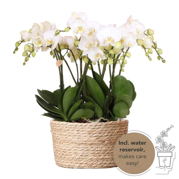 Orchidee Colibrì | Set Di Orchidee Bianche In Cesto Di Giunco Con Serbatoio D'acqua | Tre Orchidee Bianche Gent 12Cm | Mono Bouquet Bianco Con Serbatoio D'acqua Autosufficiente.-image