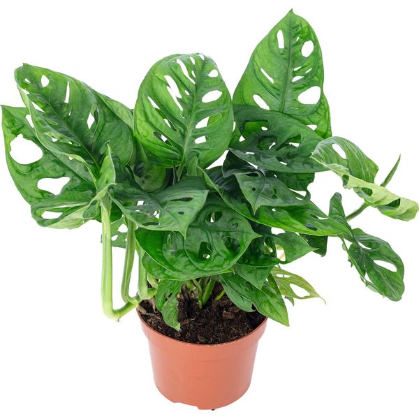 Foglia Di Finestra - Pianta D'appartamento Di Facile Manutenzione, Monstera 'Monkey' - Altezza Circa 25 Cm, Vaso Ø 12 Cm-image