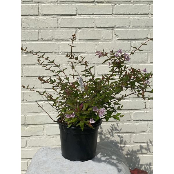 Abelia Grandiflora 'Edward Goucher' 25-30 Cm In Alto-image