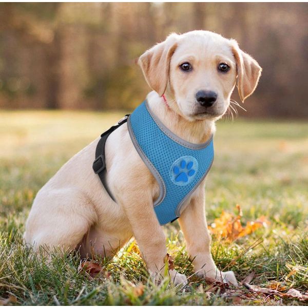 Pettorina Riflettente Per Cani Petartist - Blu, Taglia L 64Cm-image