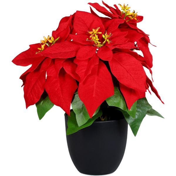 Stella Di Natale 30 Cm In Vaso Nero - Stella Di Natale / Ingannevolmente Reale (Media)-image