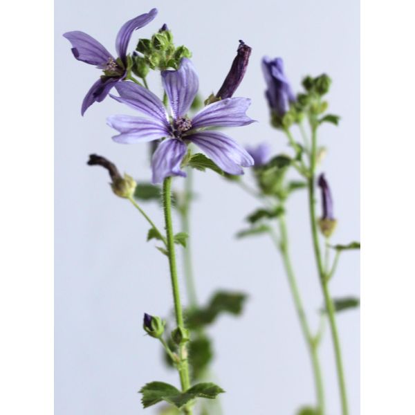 10 Piante Da Giardino Perenni Di Malva Primley Blue Sylvestris Amiche Delle Api-image