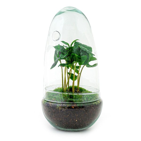 Urbanjngl Bottiglia Da Giardino Uovo Di Ficus Ginseng - 25 Cm-image