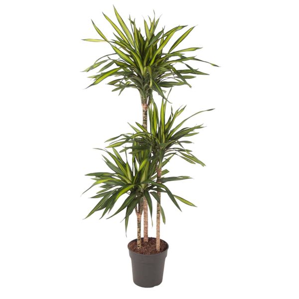 Everyplants Dracaena Riki - 140 Cm, Ø 24 Cm-image