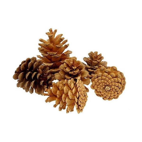 Pigne Di Pino Nero Crema 1Kg 5-8Cm Decorazione Natalizia Pigne Naturali-image