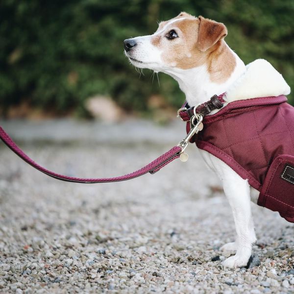 Guinzaglio Per Cani Kentucky Dogwear In Nylon Intrecciato 120 Cm Taglia L Bordeaux-image