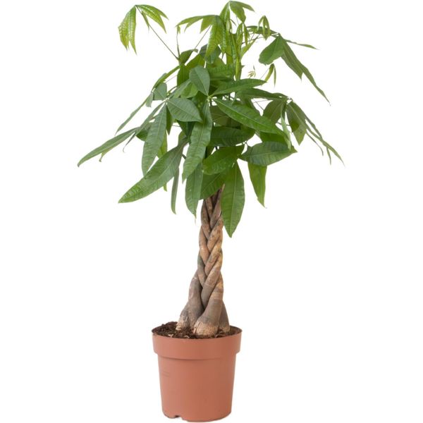 Castagno Della Guyana - Pachira Aquatica - Altezza 100-120Cm - ⌀24Cm-image