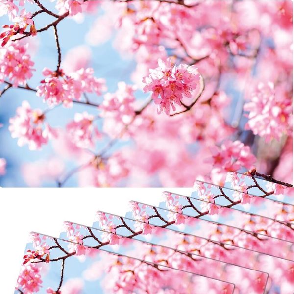 Set Di 8 Tovagliette Lavabili Con Fiori Di Ciliegio Primaverili-image