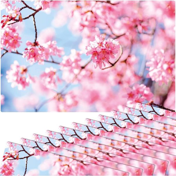 Set Di 12 Tovagliette Lavabili Con Fiori Di Ciliegio Primaverili-image