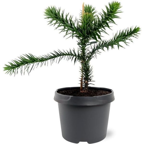 Abete Bianco Cileno - Abete Delle Ande - Araucaria Araucana - Piantina In Vaso Da 19 Cm-image