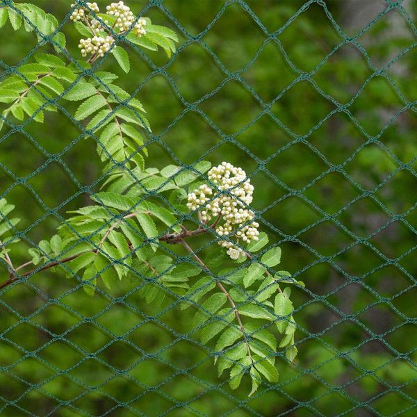 Jopassy Rete Di Protezione Degli Uccelli Rete Dello Stagno 6X5M Rete Dell'albero Da Frutto Rete Del Giardino Rete Dello Stagno Rete Repellente Dell'uccello, Rete Della Foglia Robusta 20X20Mm-image