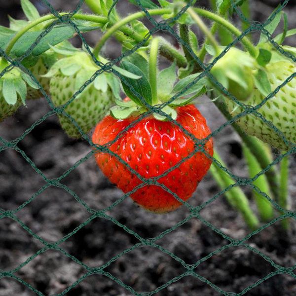 Yakimz Rete Protezione Uccelli Rete Stagno 6X10M Rete Albero Da Frutto Rete Giardino Rete Piscina Rete Repellente Uccelli, Rete Foglia Robusta 20X20Mm-image