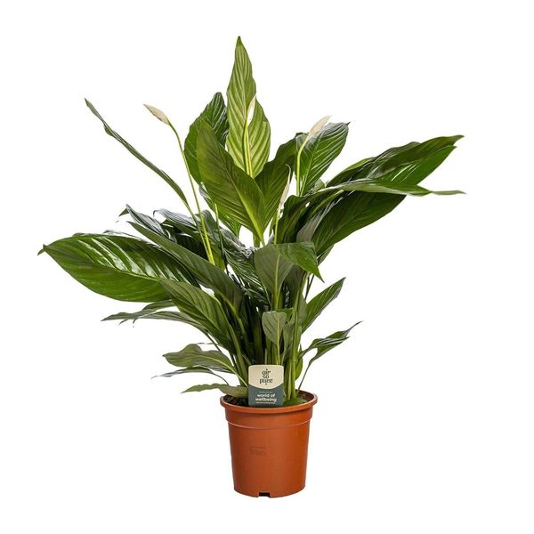 Meergroothandel Spathiphyllum - 80 C, ø19 Cm-image