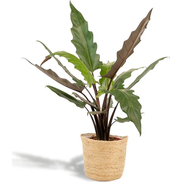 Alocasia Lauterbachiana - Foglia Di Freccia - Pianta D'appartamento - Ø19 Cm - ↕80 Cm - Con Cesto Selin - Orecchio D'elefante - Purificante Dell'aria - Facile Da Curare-image