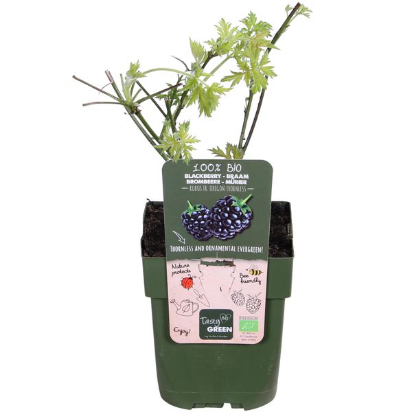 Rubus Fruticosus 'Thornless Evergreen' - Mora Senza Spine - Ø13Cm - ↕45Cm-image