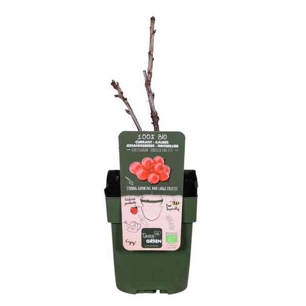 Ribes Rubrum 'Jonkheer Van Tets' - Ø13Cm - ↕45Cm-image