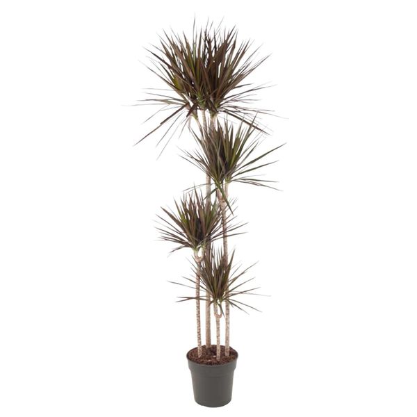 Everyplants Dracaena Magenta - 180 Cm, Ø 27 Cm-image