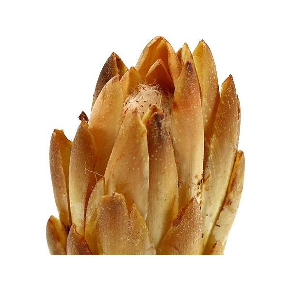 Repens Crema Fiori Secchi 25 Pz - Protea Naturalmente Elegante Decorazione Per Giorni Di Memoria, Lutto E Decorazione Della Tavola In Crema-image