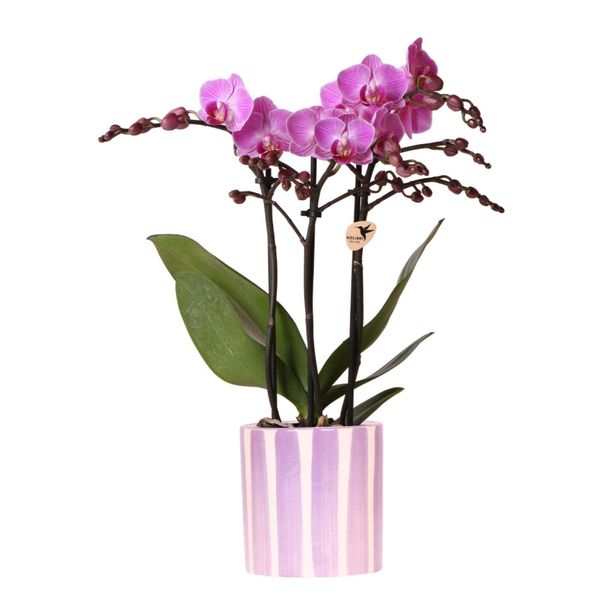 Orchidee Colibrì Viola Orchidea Phalaenopsis Vienna + Vaso A Strisce Dipinte Viola - Dimensione Vaso 9Cm-image