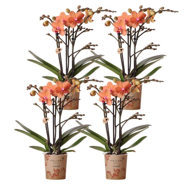 Kolibri Orchidee Combi Di 4 Orchidee Phalaenopsis Arancioni Bolzano Dimensioni Del Vaso 9Cm Pianta Da Appartamento Fiorita Fresca Dal Coltivatore-image
