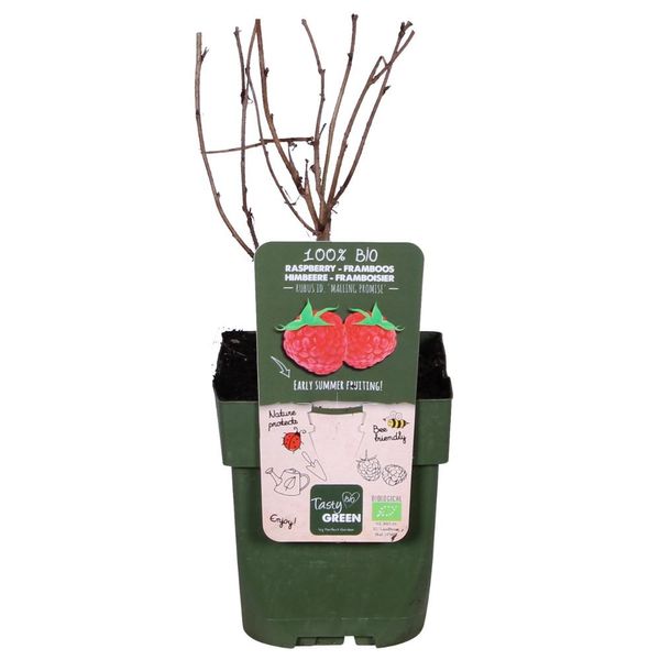 Rubus Idaeus 'Malling Promise' - Ø13Cm - ↕45Cm-image