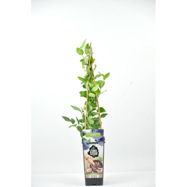 Vaccinium Corymbosum Bluegold Ca. 60 Cm - Mirtillo Coltivato In Vaso, Pianta Di Mirtillo Resistente Per Giardino E Vasca, Ad Alta Resa, Autofertile-image