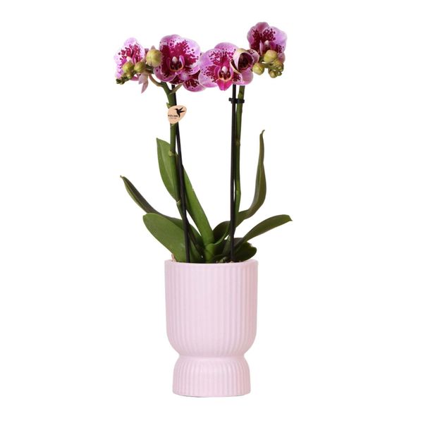 Orchidee Colibrì Rosa Viola Phalaenopsis Orchidea El Salvador + Diabolo Rosa In Vaso 9Cm Pianta Da Appartamento Fiorita Fresca Di Coltivatore-image