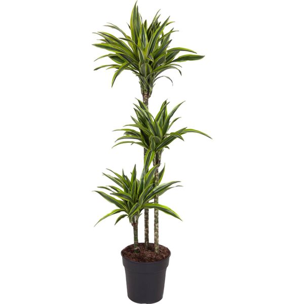 Everyplants Dracaena Lemon Lime - 140 Cm, Ø 24 Cm-image