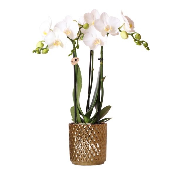 Kolibri Orchidee Bianche Phalaenopsis Amabilis + Vaso Decorativo Diamante Oro Dimensioni 9Cm 45Cm Di Altezza Pianta Da Appartamento Fiorita In Vaso Da Fiori Fresca Di Coltivatore-image
