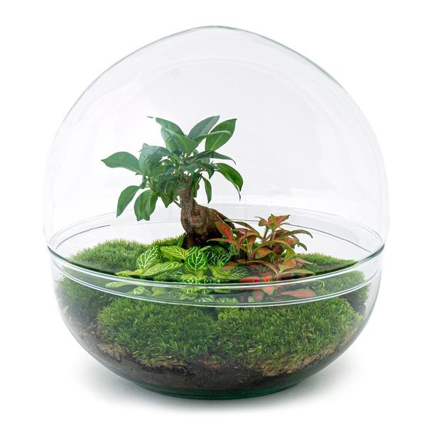 Urbanjngl Bottiglia Da Giardino Ficus Ginseng Bonsai - 30 Cm-image