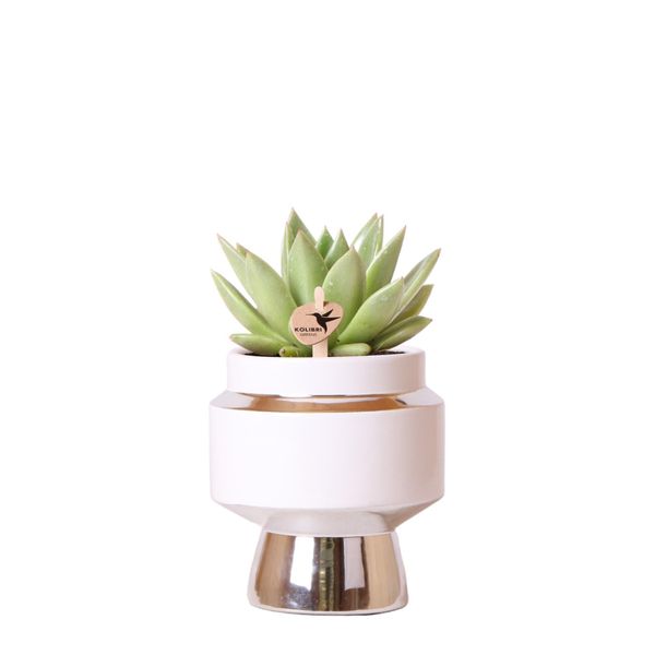Kolibri Greens Pianta Verde Succulenta Echeveria Miranda In Vaso Le Chic Argento Dimensioni 9Cm Pianta Verde Da Appartamento-image