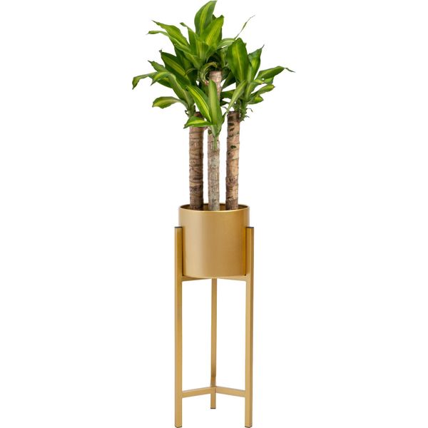 Quvio Supporto Per Piante In Metallo - Supporto Per Piante Da Interno - Supporto Per Piante - Supporto Per Piante - Supporto Per Piante In Metallo - Interno - Supporto Per Piante - Supporto Per Piante - 22X22X60 Cm - Metallo - Oro - S-image